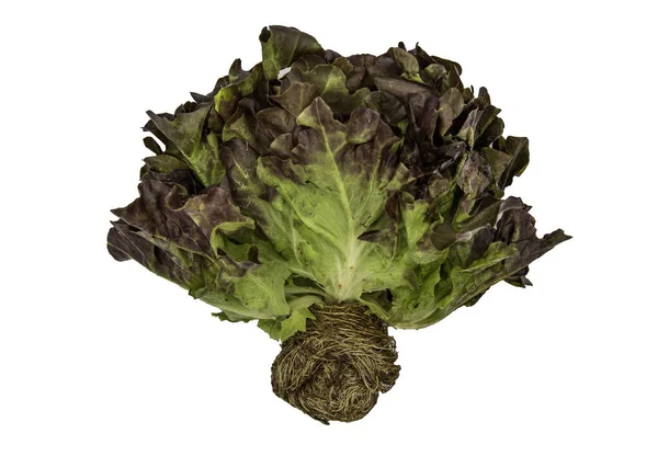 하이드 레터체 Organic Hydroponic Oak Leaf Lettuce 갈림길 배경에서 분리되었다 — 스톡 사진