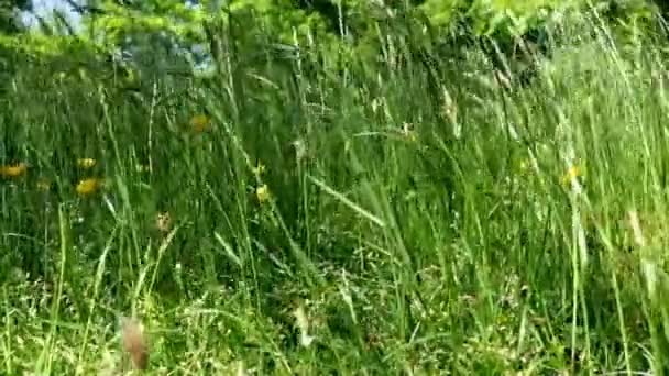Groen Landschap Met Onkruid Langs Weg Waait Door Wind Natuur — Stockvideo