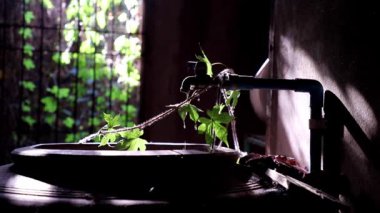 Water is Life. The moment of Water dripping flowing throug a ivy's leave going into the old big earthen jars. Light and shadow, Slow motion