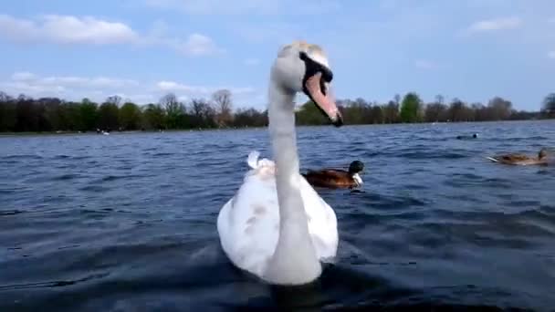 White Goose Eating Bread Swimming Water Nature Outdoor Urban Park — Stock Video