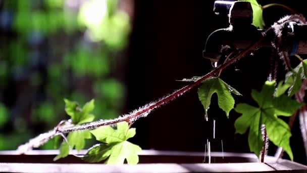 Вода Жизнь Момент Вода Капает Течет Сквозь Листья Плюща Попадая — стоковое видео