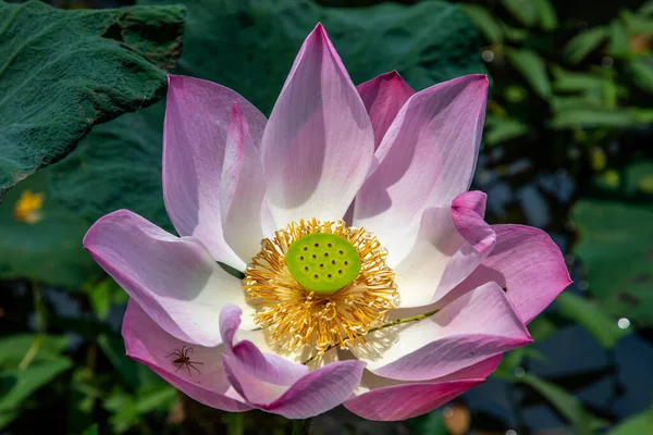 Full blossoming pink lotus flower with leaf in pool. Lotus is logo of spa and buddhism in asia.