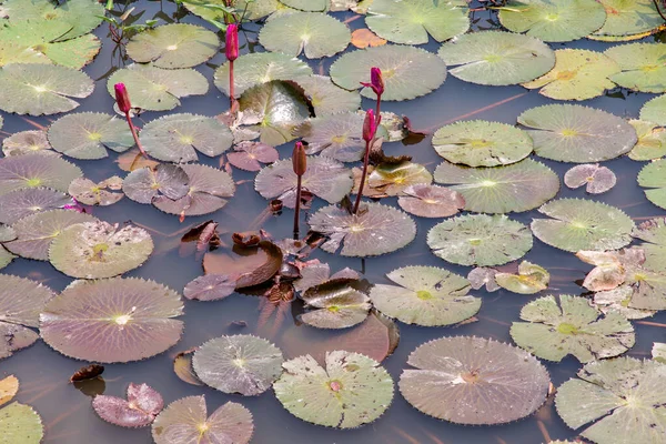 Hermosa Flor Loto Rosa Con Hoja Loto Verde Estanque Campo — Foto de Stock