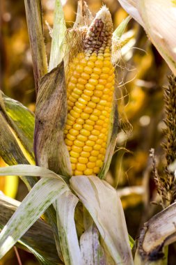 Ripe corn on the cob. Field of corn. Summer landscape. Agriculture concept. Corn ready for harvest.