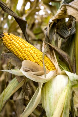 Ripe corn on the cob. Field of corn. Summer landscape. Agriculture concept. Corn ready for harvest.