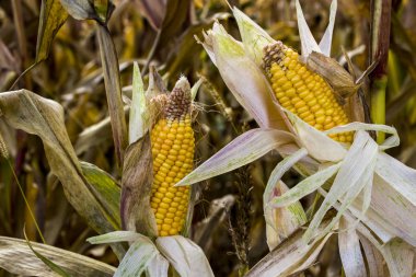 Ripe corn on the cob. Field of corn. Summer landscape. Agriculture concept. Corn ready for harvest.