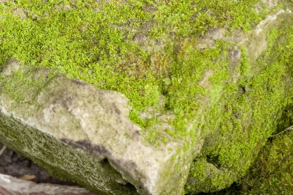 Old Concrete Texture Moss Concrete Cracks Texture Green Moss Fungus — Stockfoto