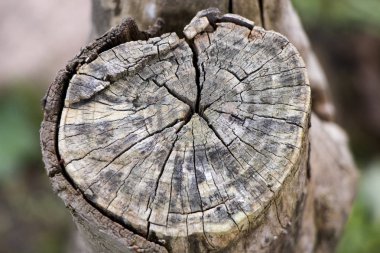 Yaşlı bir ağaç kütüğünün yakın plan çekimi. Yıllık halkaları olan ahşap doku.