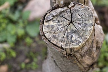 Yaşlı bir ağaç kütüğünün yakın plan çekimi. Yıllık halkaları olan ahşap doku.