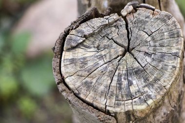 Yaşlı bir ağaç kütüğünün yakın plan çekimi. Yıllık halkaları olan ahşap doku.