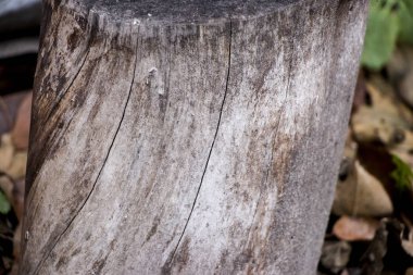 Ağaç kabuğu olmayan yaşlı erik kütüğü. Doğal doku..