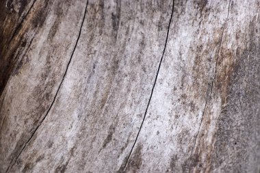 Ağaç kabuğu olmayan yaşlı erik kütüğü. Doğal doku..