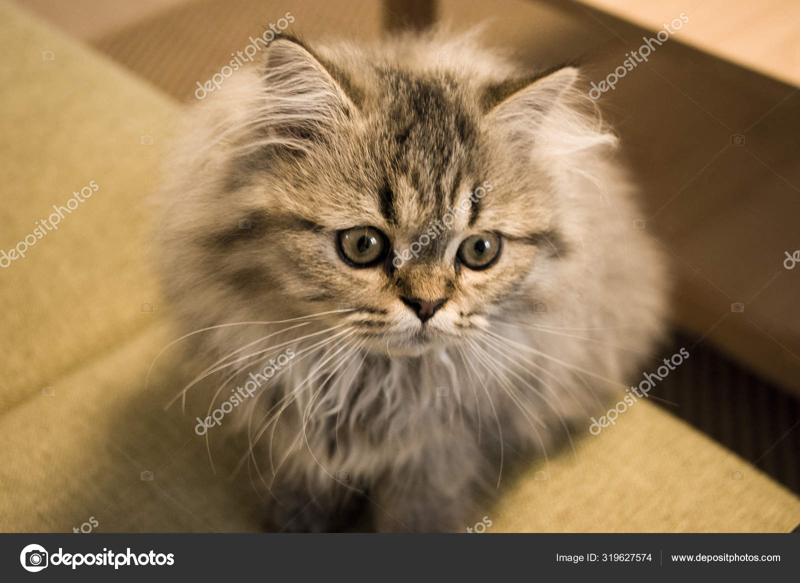 Playful Long Haired Kitten Persian Chinchilla Gray Color Home Pet
