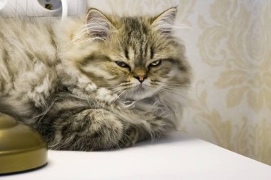 Oyuncu, uzun saçlı kedicik İran çinçilya grisi rengi. Ev hayvanı. Yaramaz kedi..