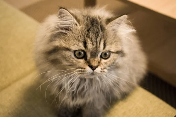 Игривый длинноволосый котенок персидский шиншилла серого цвета. Домашний. Непослушная кошка . — стоковое фото