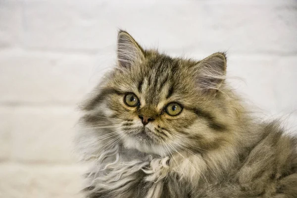 Παιχνιδιάρικο μακρυμάλλικο γατάκι Περσικό τσιντσιλά γκρι χρώμα. Κατοικίδιο κατοικίδιο. Άτακτη γάτα. — Φωτογραφία Αρχείου