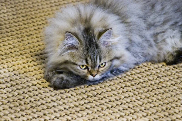 Playful long-haired kitten Persian chinchilla gray color. Home pet. Naughty cat. — Stock Photo, Image