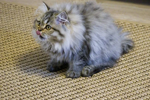 Juguetón gatito de pelo largo Persa chinchilla color gris. Mascota. Gato travieso . —  Fotos de Stock