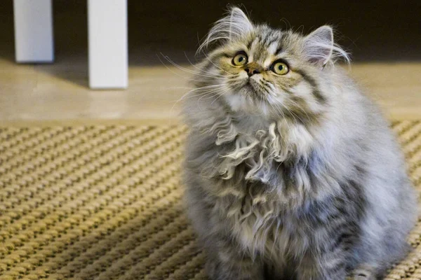 Leikkisä pitkäkarvainen kissanpentu persialainen chinchilla harmaa väri. Kotilemmikki. Tuhma kissa . — kuvapankkivalokuva