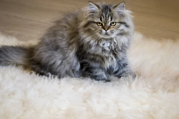 Juguetón gatito de pelo largo Persa chinchilla color gris. Mascota. Gato travieso . — Foto de Stock