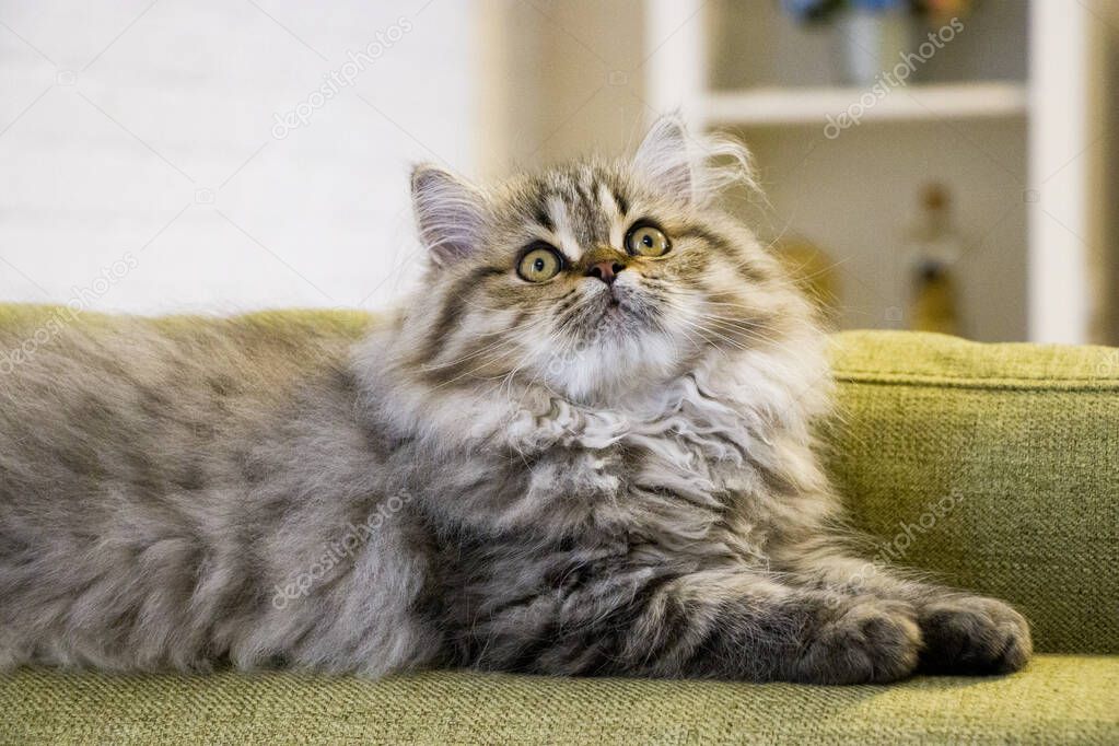 Playful long-haired kitten Persian chinchilla gray color. Home pet. Naughty cat.