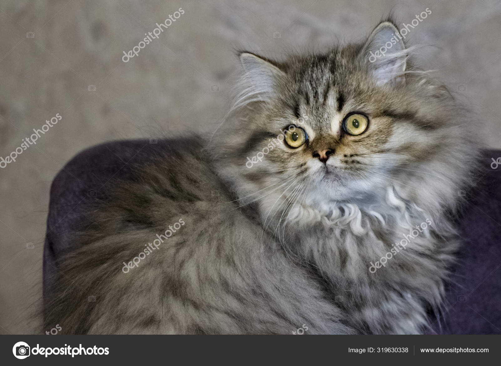 Chaton Aux Cheveux Longs Ludique Couleur Gris Chinchilla Persan Animaux Domestiques Vilain Chat Image Libre De Droit Par Anoo77 C