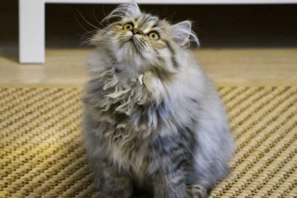 Παιχνιδιάρικο μακρυμάλλικο γατάκι Περσικό τσιντσιλά γκρι χρώμα. Κατοικίδιο κατοικίδιο. Άτακτη γάτα. — Φωτογραφία Αρχείου