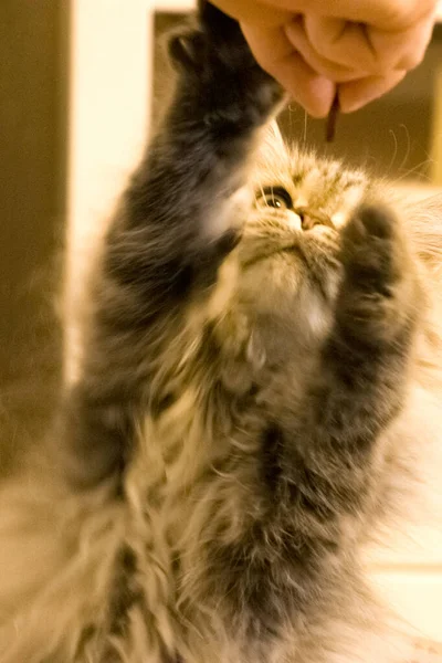 Speelse langharige kitten Perzische chinchilla grijze kleur. Thuis huisdier. Stoute kat. — Stockfoto