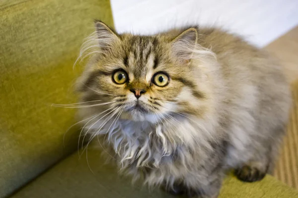 Gatinho de cabelos longos brincalhão Persa chinchila cor cinza. Animal de estimação. Gato maroto . — Fotografia de Stock