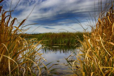 Sedge 'deki sonbahar gölü. Kumsalda rahatlama ve gevşeme. Beyaz Rusya. Salihorsk.