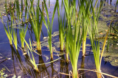 Sedge ve Calamus 'ta sonbahar nehri. Kumsalda rahatlama ve gevşeme. Beyaz Rusya. Salihorsk.