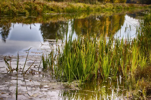 Φθινοπωρινό ποτάμι στο Sedge and Calamus. Χαλάρωση και χαλάρωση στην παραλία. Λευκορωσία. Σαλιχόρσκ. — Φωτογραφία Αρχείου