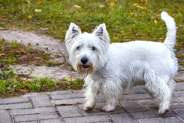 West Highland White Terrier. Chien en promenade dans le parc . — Photo