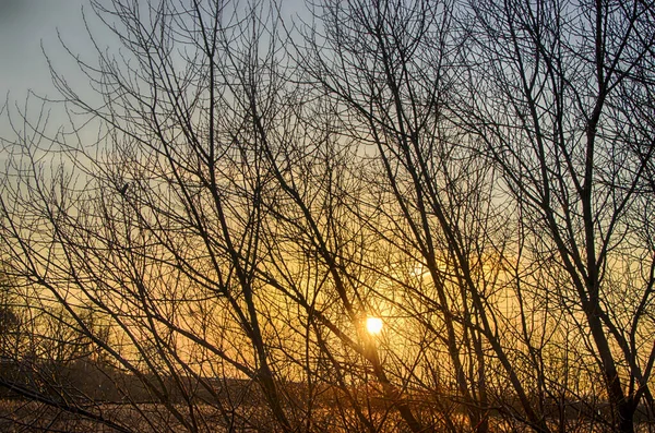 Os raios do sol da manhã brilham através dos galhos das árvores. Amanhecer crocante no final do outono . — Fotografia de Stock