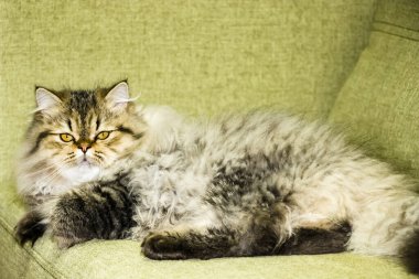 Oyuncu, uzun saçlı kedicik İran çinçilya grisi rengi. Ev hayvanı. Yaramaz kedi..