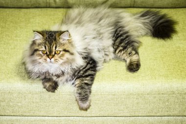 Oyuncu, uzun saçlı kedicik İran çinçilya grisi rengi. Ev hayvanı. Yaramaz kedi..