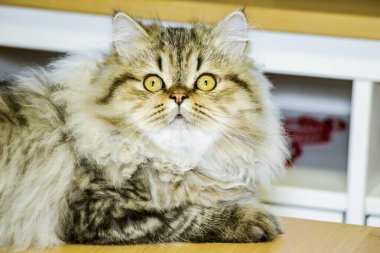 Oyuncu, uzun saçlı kedicik İran çinçilya grisi rengi. Ev hayvanı. Yaramaz kedi..