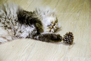 Oyuncu, uzun saçlı kedicik İran çinçilya grisi rengi. Ev hayvanı. Yaramaz kedi..