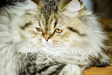 Oyuncu, uzun saçlı kedicik İran çinçilya grisi rengi. Ev hayvanı. Yaramaz kedi..