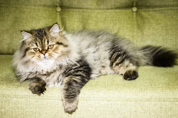 Juguetón gatito de pelo largo Persa chinchilla color gris. Mascota. Gato travieso . — Foto de Stock