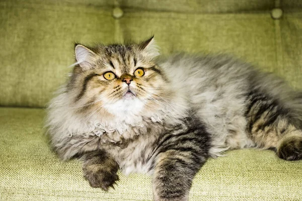 Gatinho de cabelos longos brincalhão Persa chinchila cor cinza. Animal de estimação. Gato maroto . — Fotografia de Stock