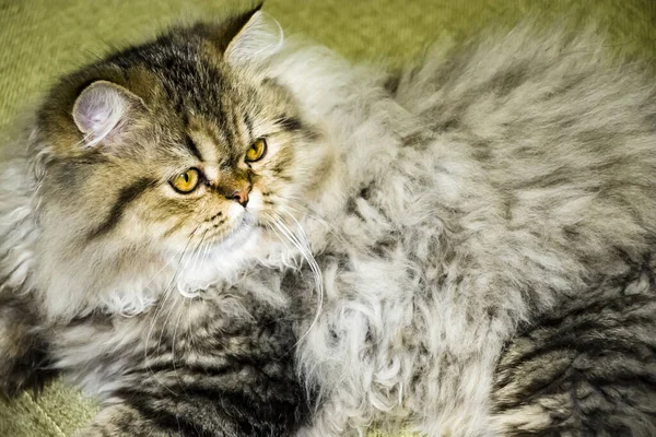 Lekfull långhårig kattunge persisk chinchilla grå färg. Hem husdjur. Stygga katt. — Stockfoto