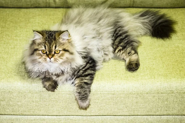 Juguetón gatito de pelo largo Persa chinchilla color gris. Mascota. Gato travieso . — Foto de Stock