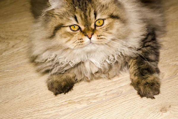 遊び心のある長髪の子猫ペルシャチンチラ灰色。家のペットいたずら猫. — ストック写真