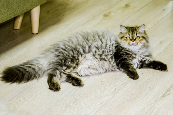 Juguetón gatito de pelo largo Persa chinchilla color gris. Mascota. Gato travieso . —  Fotos de Stock