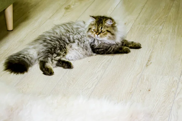 Juguetón gatito de pelo largo Persa chinchilla color gris. Mascota. Gato travieso . — Foto de Stock