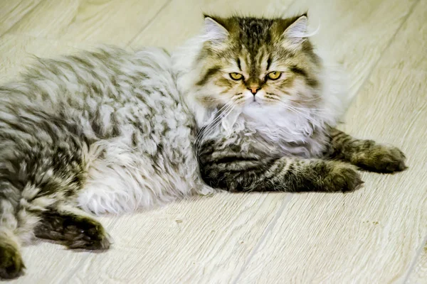 Oyuncu, uzun saçlı kedicik İran çinçilya grisi rengi. Ev hayvanı. Yaramaz kedi.. — Stok fotoğraf