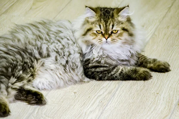 Juguetón gatito de pelo largo Persa chinchilla color gris. Mascota. Gato travieso . —  Fotos de Stock