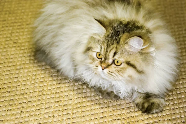 Juguetón gatito de pelo largo Persa chinchilla color gris. Mascota. Gato travieso . — Foto de Stock