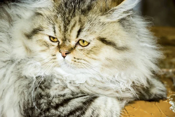 Giocoso gattino dai capelli lunghi colore grigio cincilla persiano. Casa, cucciolo. Gatto cattivo . — Foto Stock